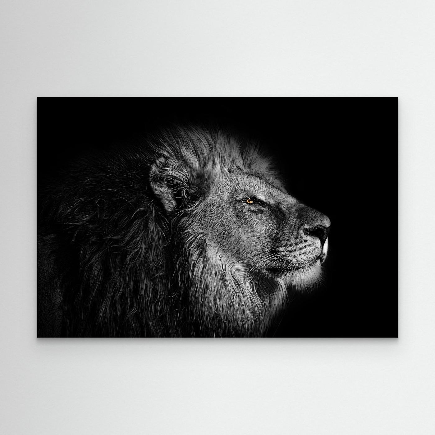 Majestic Black and White Lion Portrait 4K Wallpaper