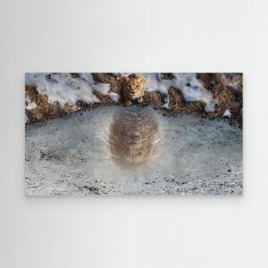 Lion Cub Reflection into a Majestic Lion – Inspirational Wildlife Digital Art