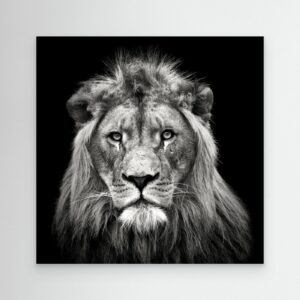 Young Male Lion by Christian Meermann