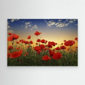 Poppies by Albena Markova