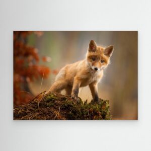 Fox by Robert Adamec