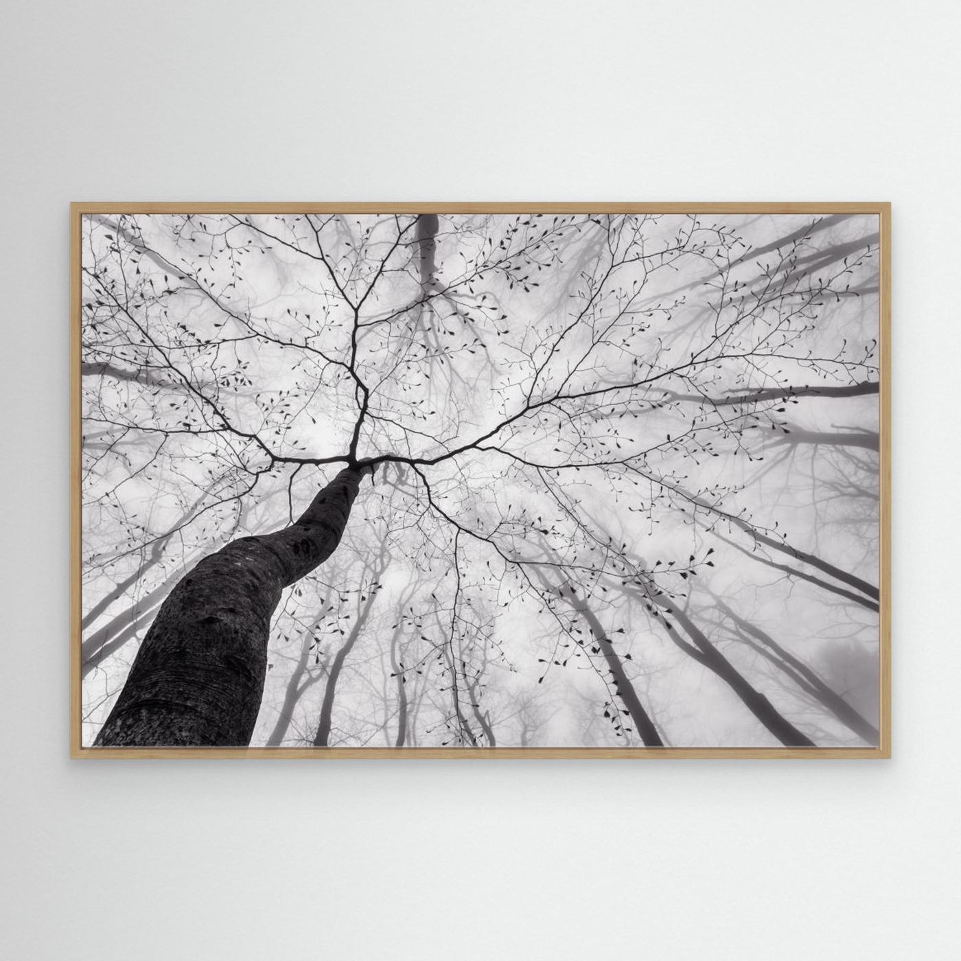 A view of the tree crown by Tom Pavlasek