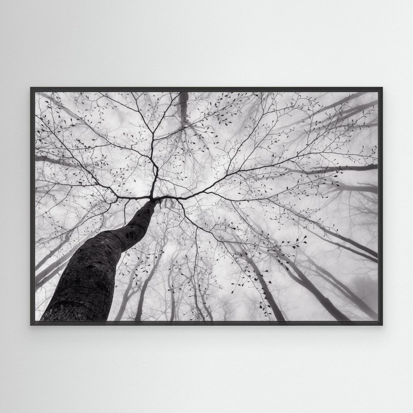 A view of the tree crown by Tom Pavlasek