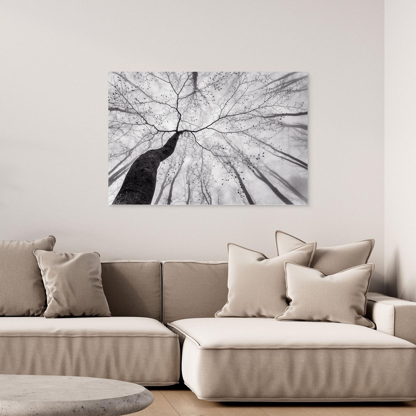 A view of the tree crown by Tom Pavlasek