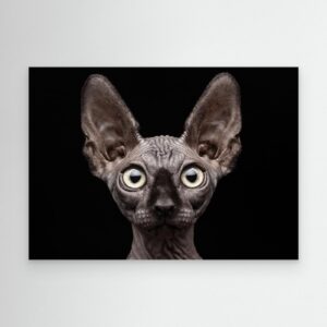 Sphynx Cat by Patrick Matte
