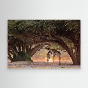 Giraffe - Namibia by Giuseppe D Amico