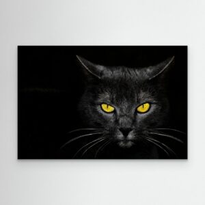 Black Cat by Davorin Baloh