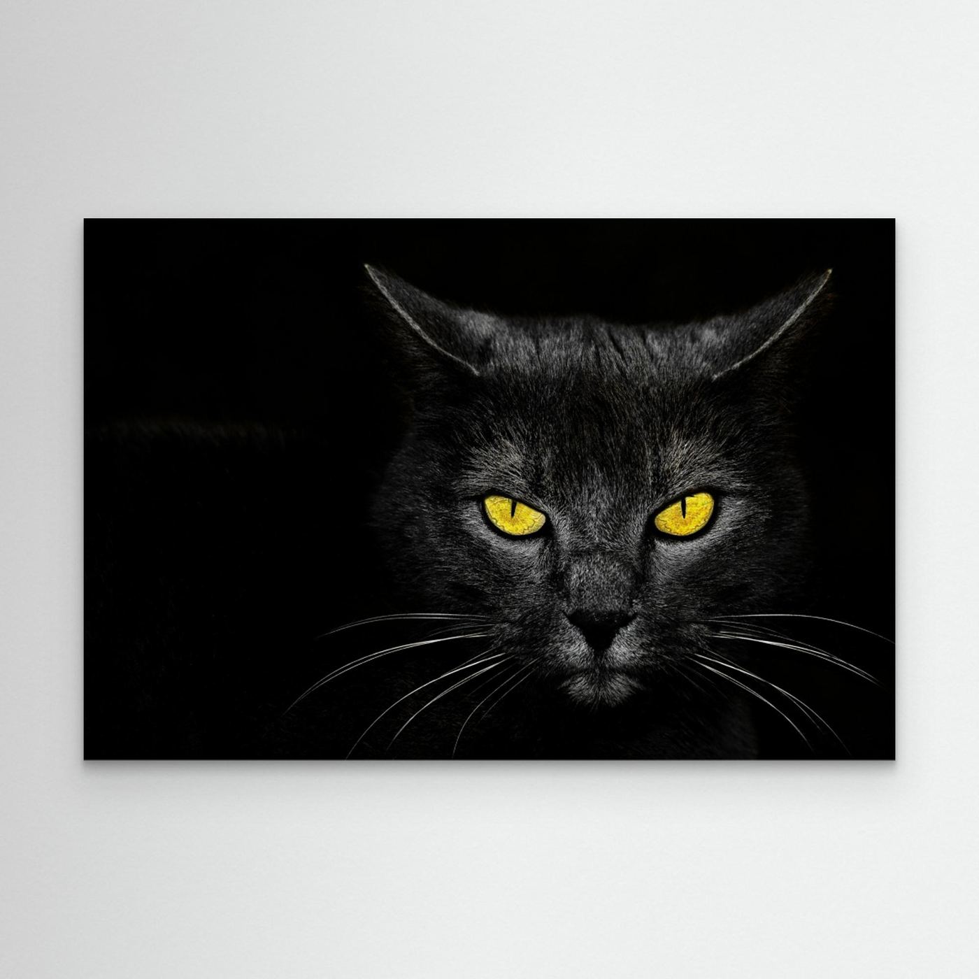 Black Cat by Davorin Baloh