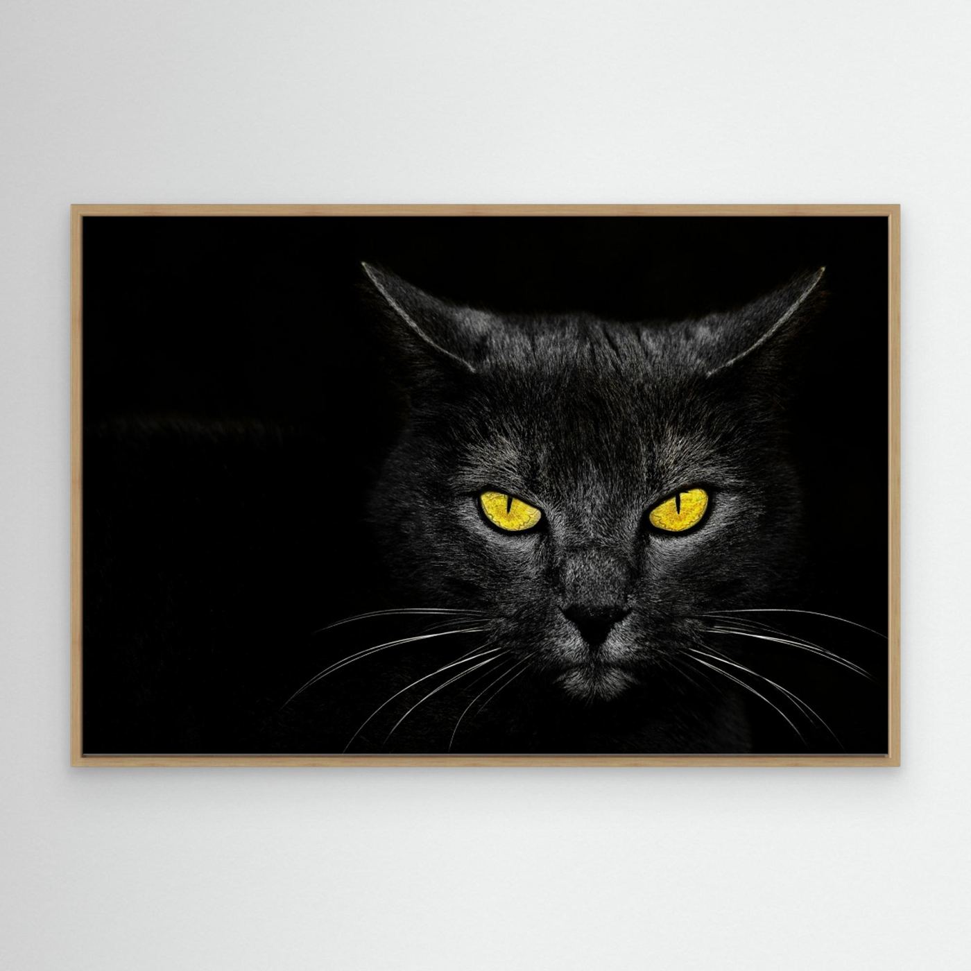 Black Cat by Davorin Baloh