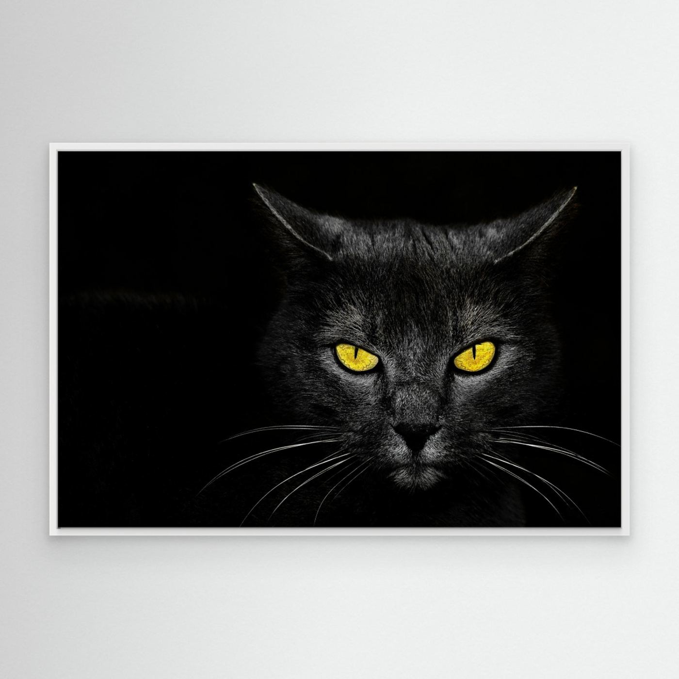 Black Cat by Davorin Baloh