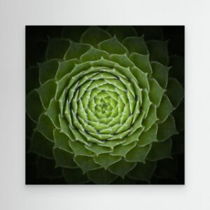 Succulent by Victor Mozqueda