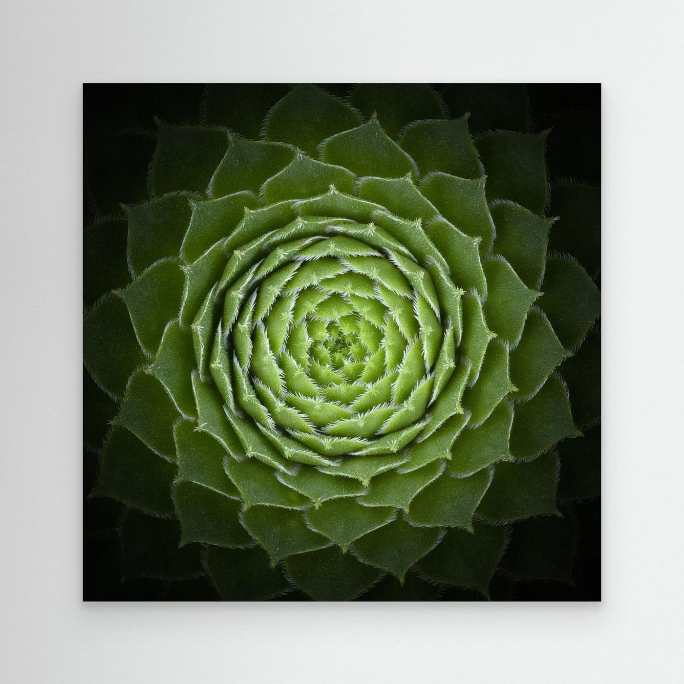 Succulent by Victor Mozqueda