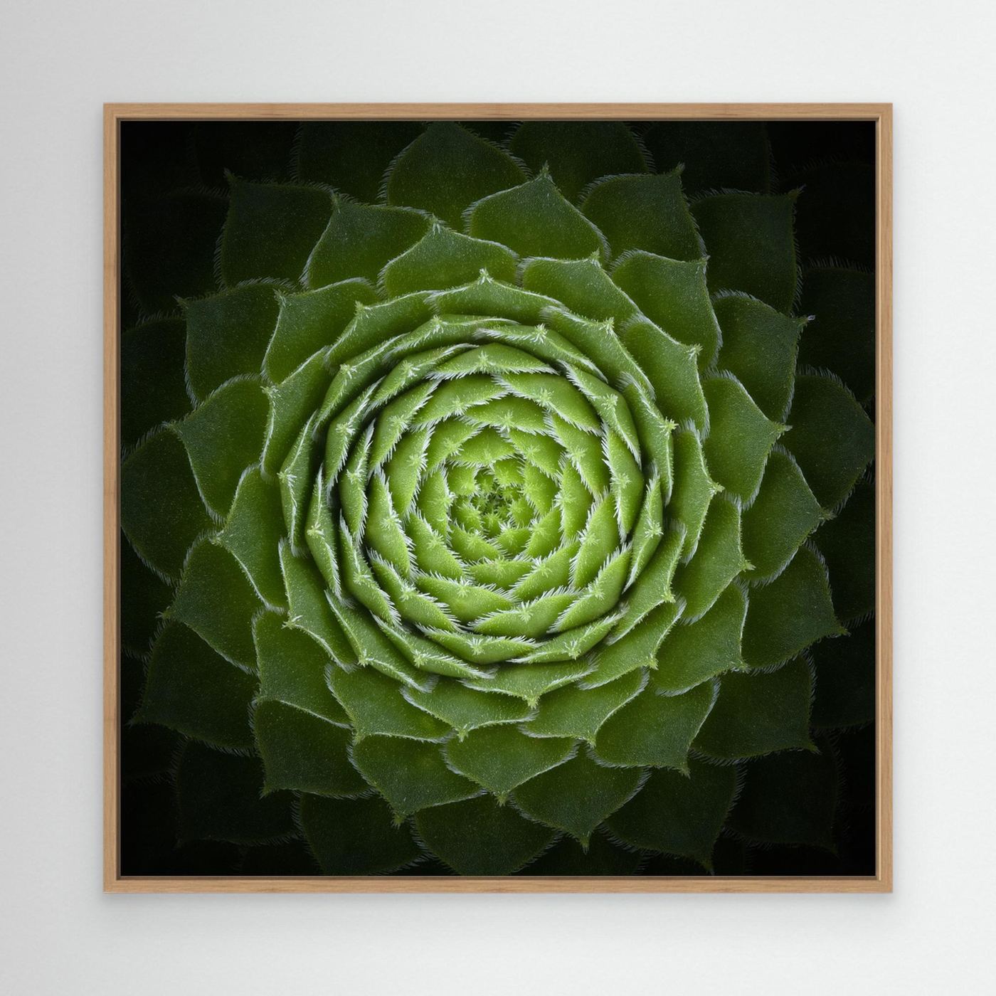Succulent by Victor Mozqueda