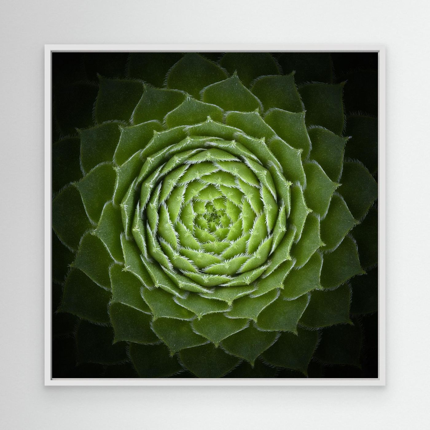 Succulent by Victor Mozqueda
