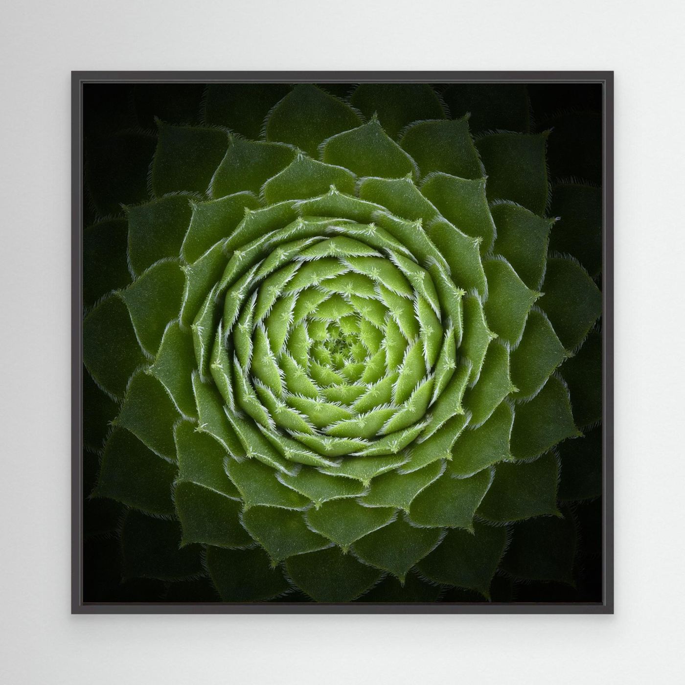 Succulent by Victor Mozqueda