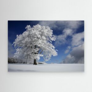 White Windbuche in Black Forest by Nicolas Schumacher