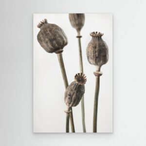 Dried_006 by Pictufy Studio Iii