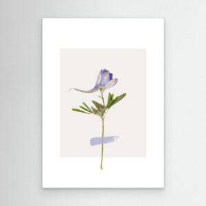 Minimalist Purple Wildflower Botanical Print | Modern Floral Wall Art | Nature Inspired Decor