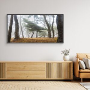 In The Misty Pine Forest by Jaeyoun Ryu